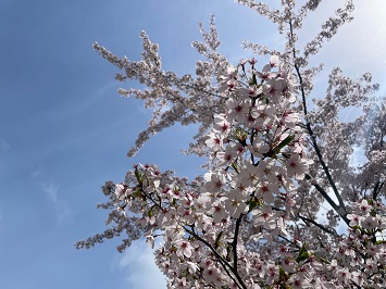 4/18（木）日差しが暖かく、千秋公園の桜はまだまだ見頃が続いております！
