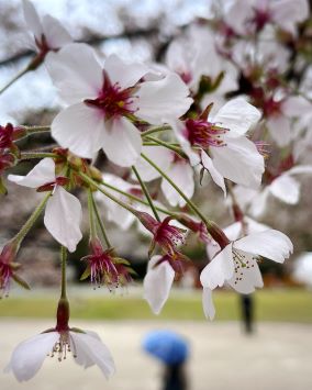 4/19（金）散り始め。 少し肌寒いですが、風が吹くと散り始めの桜がハラハラと舞い、今だけのとても美しい姿を見ることができます🌸